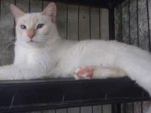 Gato raça Srd idade 1 ano nome Chayene