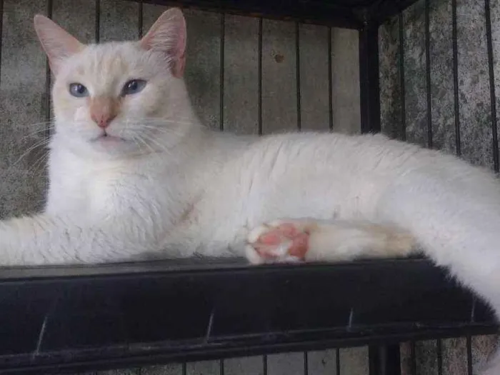 Gato ra a Srd idade 1 ano nome Chayene