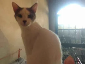 Gato raça Srd idade 7 a 11 meses nome Nick