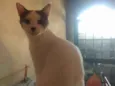 Nick