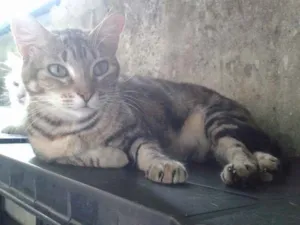 Gato raça Srd idade 7 a 11 meses nome Lana