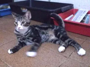 Gato raça Srd idade 7 a 11 meses nome Melancia