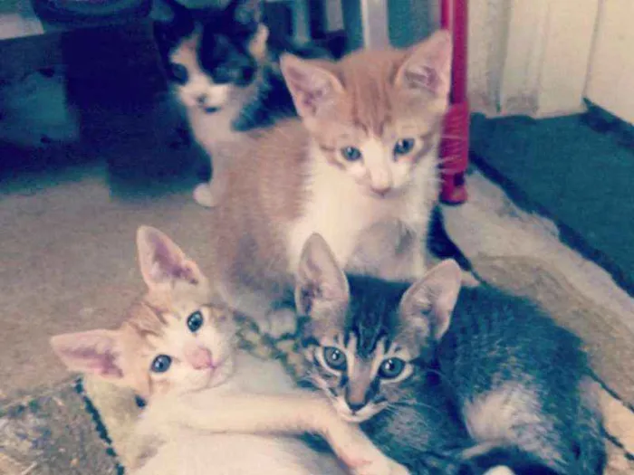 Gato ra a Não identificada idade Abaixo de 2 meses nome Filhotes para adoção