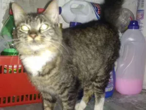 Gato raça Srd idade 7 a 11 meses nome Mirrah