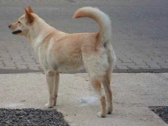 Cachorro ra a akita idade 1 ano nome medley