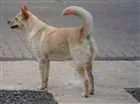Cachorro raça akita idade 1 ano nome medley