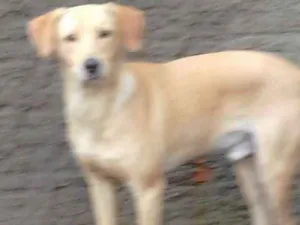 Cachorro raça Labrador com viralata idade 1 ano nome amarelo