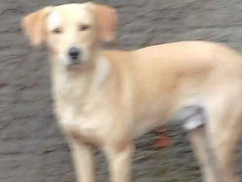 Cachorro ra a Labrador com viralata idade 1 ano nome amarelo
