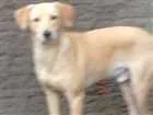 Cachorro raça Labrador com viralata idade 1 ano nome amarelo