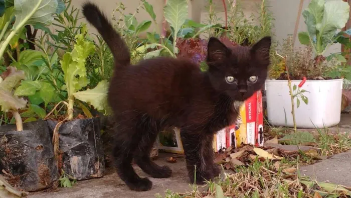 Gato ra a Indefinida idade Abaixo de 2 meses nome Não tem nome ainda