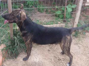 Cachorro raça Viralata idade 7 a 11 meses nome Nick
