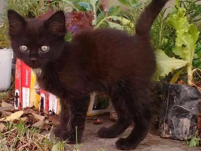 Gato ra a Indefinida idade Abaixo de 2 meses nome Não tem nome ainda
