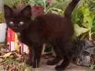 Gato raça Indefinida idade Abaixo de 2 meses nome Não tem nome ainda