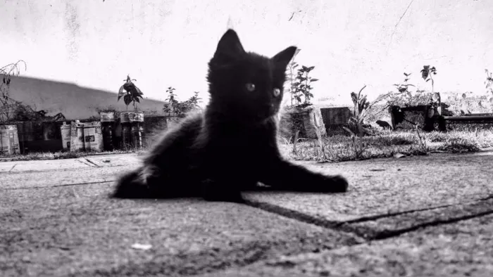 Gato ra a Indefinida idade Abaixo de 2 meses nome Não tem nome ainda