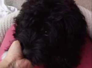 Cachorro raça mistura idade 7 a 11 meses nome Lolita