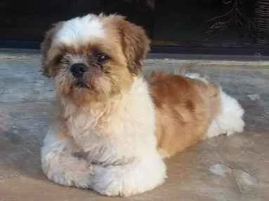 Cachorro ra a Shitzu  idade 6 ou mais anos nome Não sei