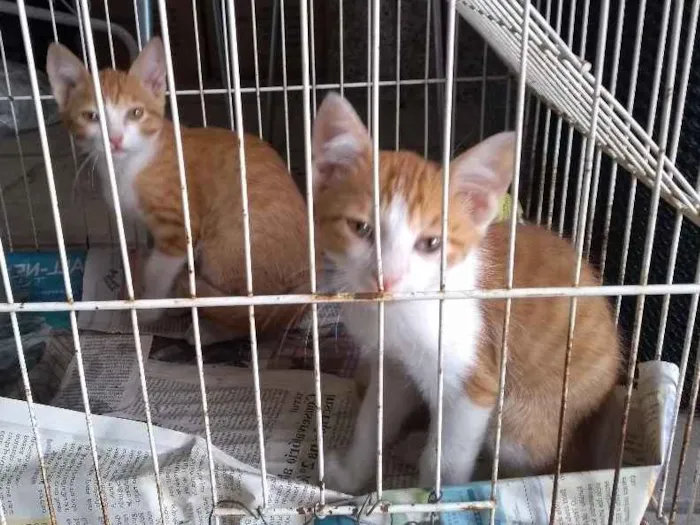 Gato ra a Indefinido idade Abaixo de 2 meses nome Sem nome