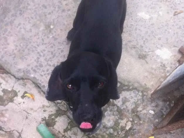 Cachorro ra a Vira lata idade 5 anos nome Snoop 