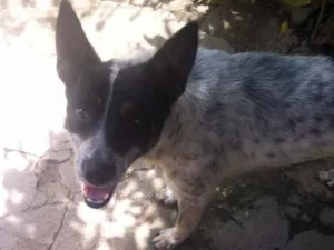 Cachorro raça Vira lata idade 3 anos nome Linguiça