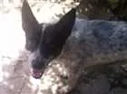 Cachorro raça Vira lata idade 3 anos nome Linguiça