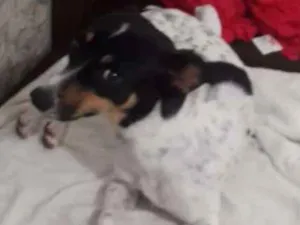 Cachorro raça Srd idade  nome Malhada
