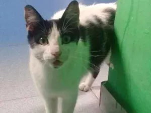 Gato raça Srd idade 7 a 11 meses nome Bela