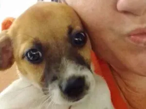 Cachorro raça Vira lata idade 2 a 6 meses nome Fiona