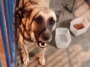 Cachorro raça  idade 2 anos nome Pac