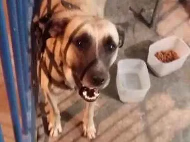Cachorro ra a  idade 2 anos nome Pac
