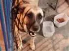 Cachorro raça  idade 2 anos nome Pac