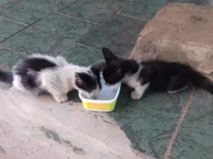 Gato raça  idade Abaixo de 2 meses nome Sem nome ainda