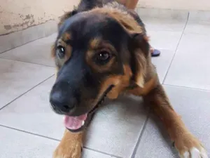 Cachorro raça vira lata idade 7 a 11 meses nome Thor