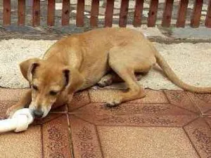 Cachorro raça Viralata idade 7 a 11 meses nome July