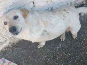 Cachorro raça Red Heeler idade 5 anos nome Luna