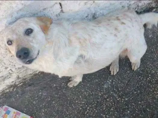 Cachorro ra a Red Heeler idade 5 anos nome Luna