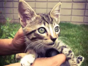 Gato raça Srd idade 2 a 6 meses nome Kashmir 
