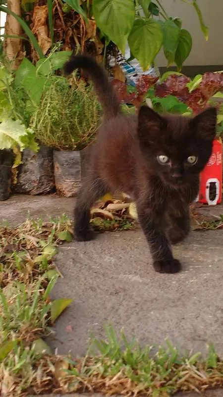 Gato ra a SRD idade Abaixo de 2 meses nome Não tem nome