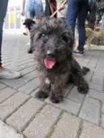 Mestiço de poodle