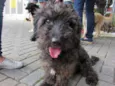 Mestiço de poodle
