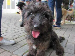 Cachorro raça Poodle idade 1 ano nome Mestiço de poodle
