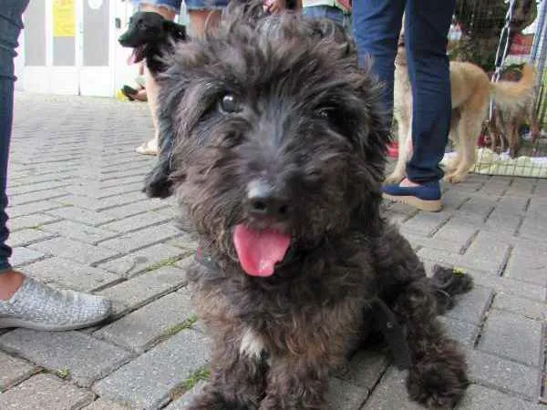Cachorro ra a Poodle idade 1 ano nome Mestiço de poodle