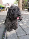 Mestiço de poodle