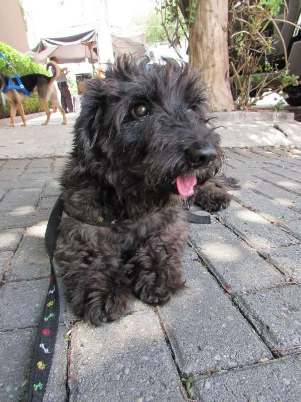 Cachorro ra a Poodle idade 1 ano nome Mestiço de poodle