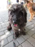 Mestiço de poodle