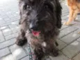 Mestiço de poodle