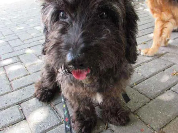 Cachorro ra a Poodle idade 1 ano nome Mestiço de poodle