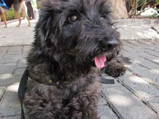 Cachorro ra a Poodle idade 1 ano nome Mestiço de poodle