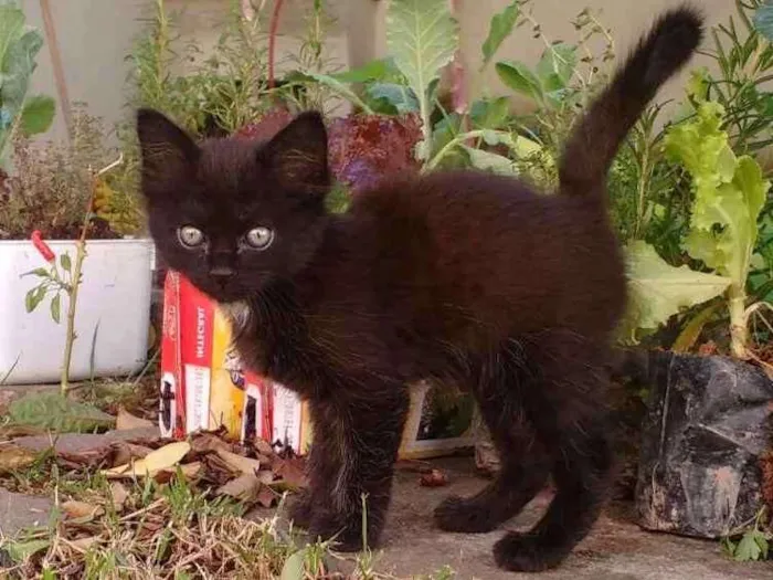 Gato ra a SRD idade Abaixo de 2 meses nome Não tem nome