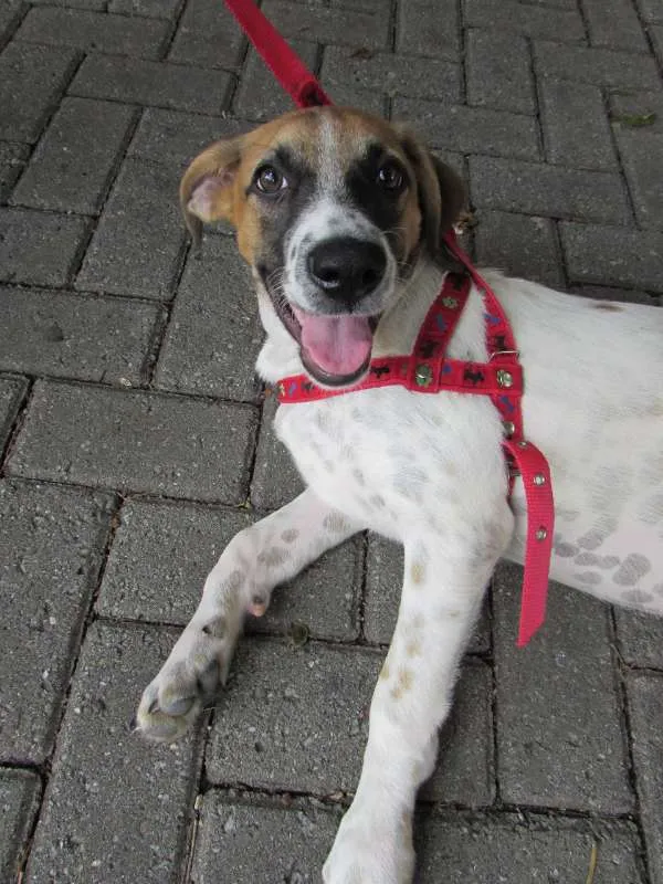 Cachorro ra a SRD idade 2 a 6 meses nome Filhotão