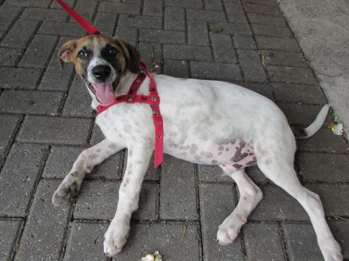 Cachorro ra a SRD idade 2 a 6 meses nome Filhotão